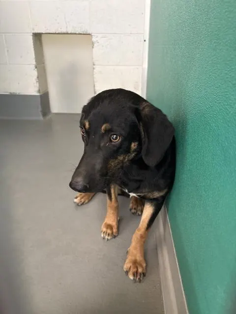 Adoptable Dog