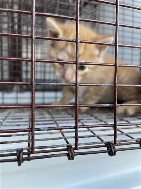 Adoptable Cat