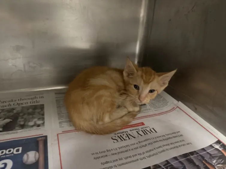 Adoptable Cat