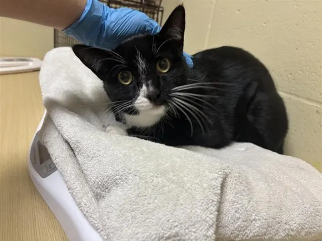 Tux