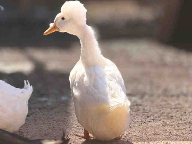 Adoptable Bird