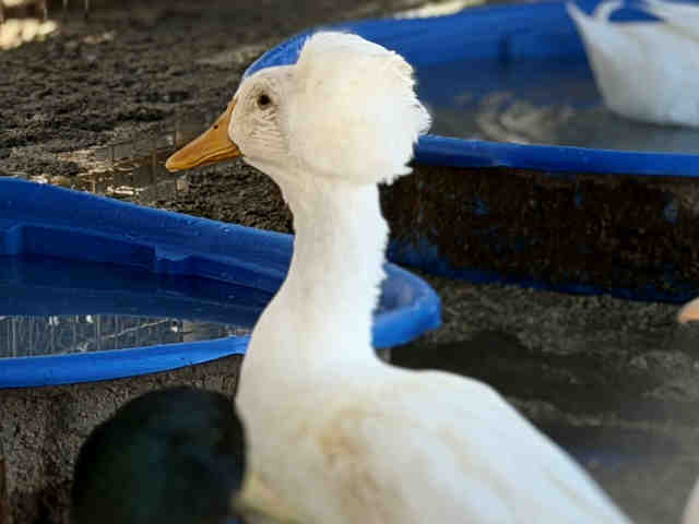 Adoptable Bird