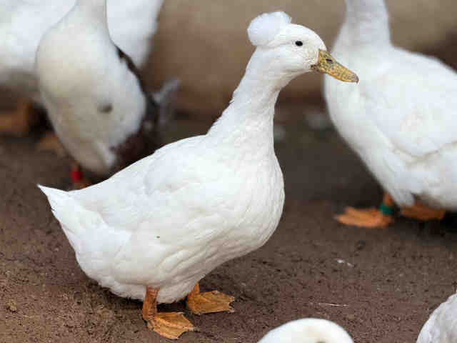 Adoptable Bird