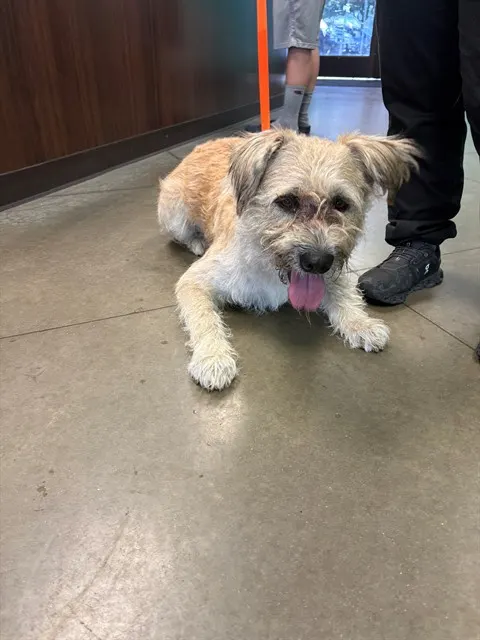 Adoptable Dog