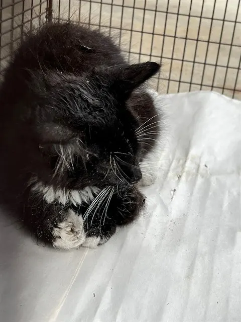 Oreo