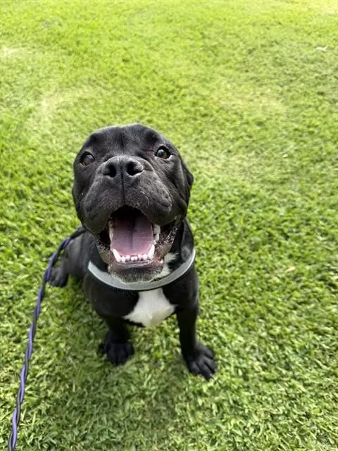 Diesel