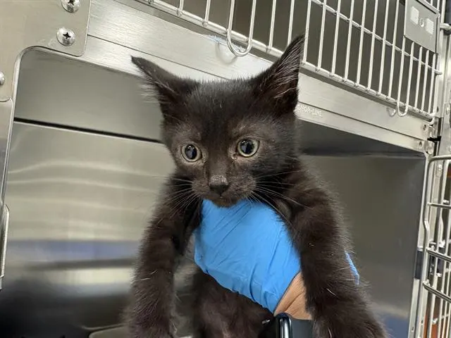 Merlin