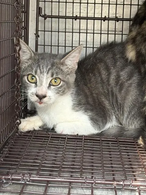 Adoptable Cat