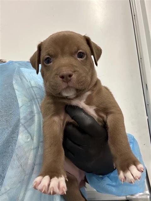 Adoptable Dog