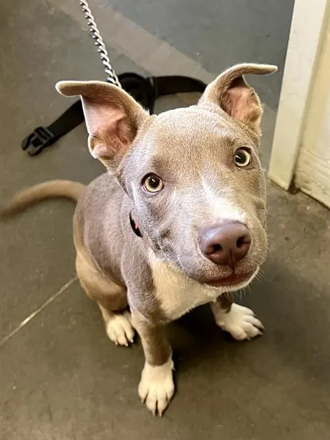 Duke