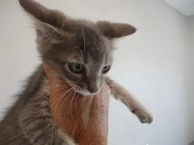 Kedi