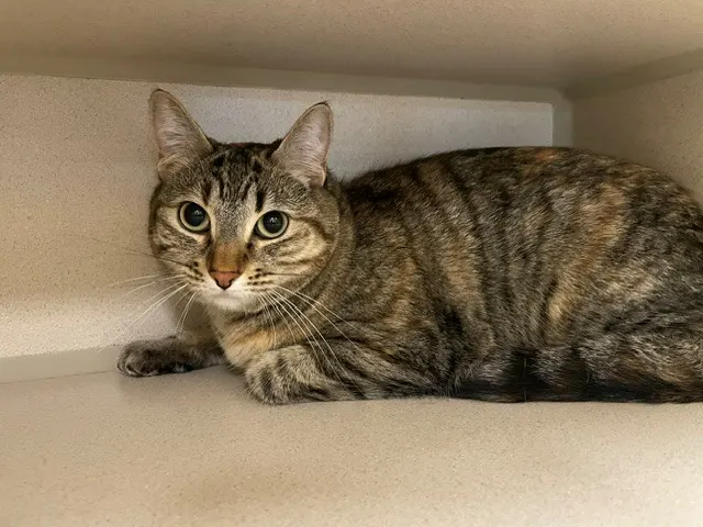 Lila