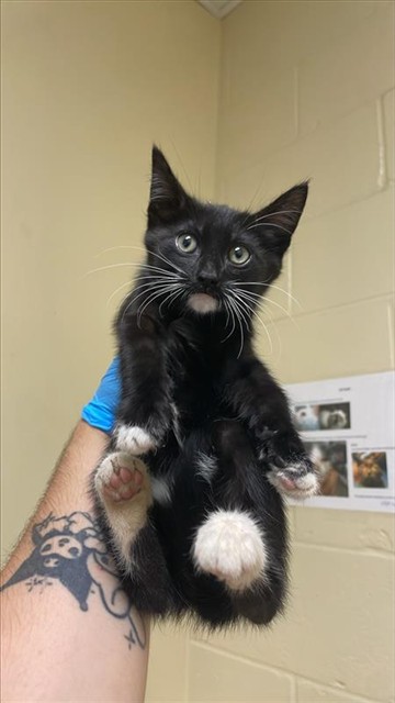 Adoptable Cat