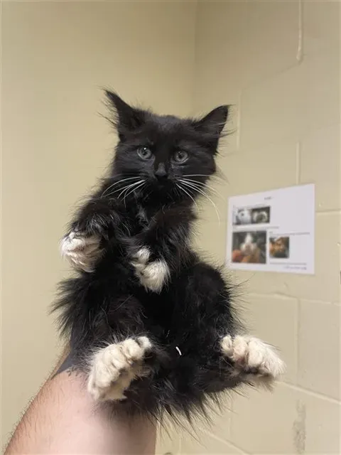 Adoptable Cat