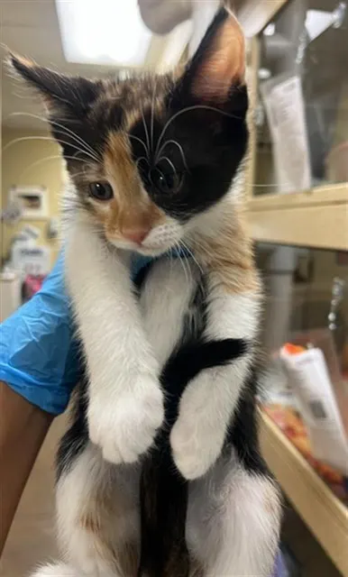 Adoptable Cat