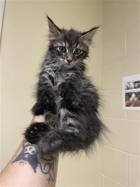 Adoptable Cat