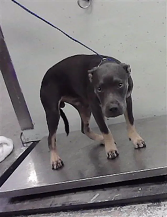 Adoptable Dog
