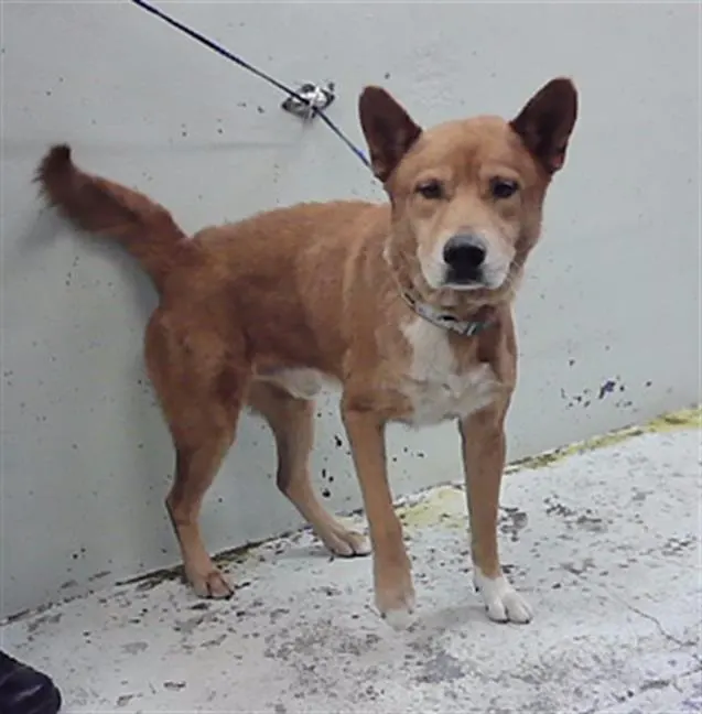 Adoptable Dog