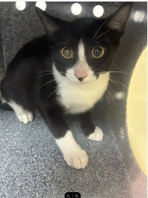 Adoptable Cat