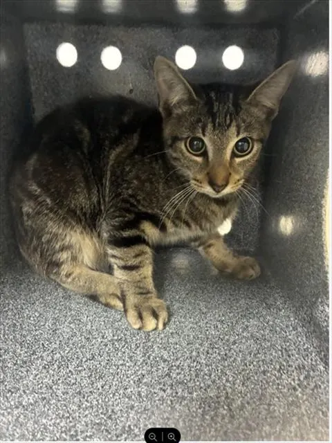 Adoptable Cat