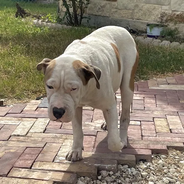Nala