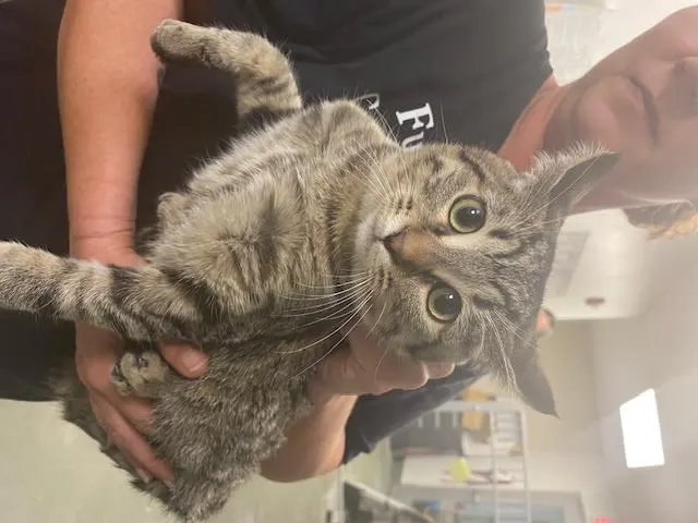 Otis