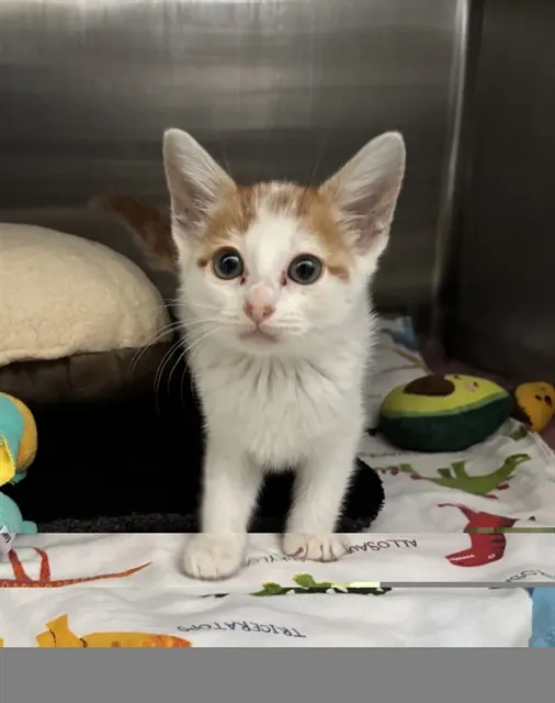 Adoptable Cat