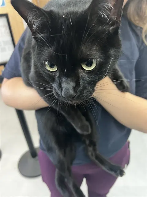 Adoptable Cat