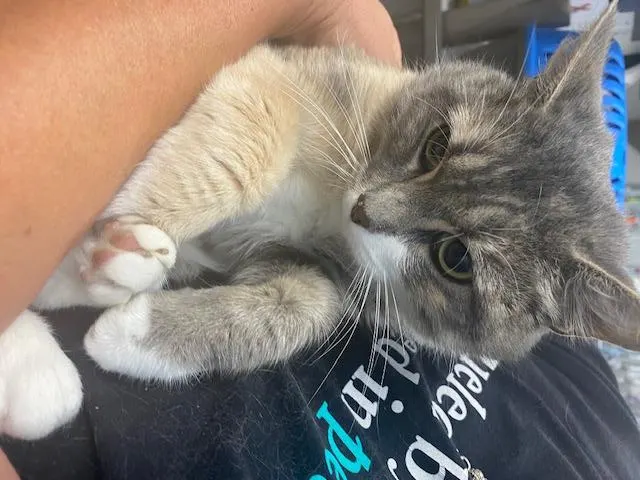 Trixie