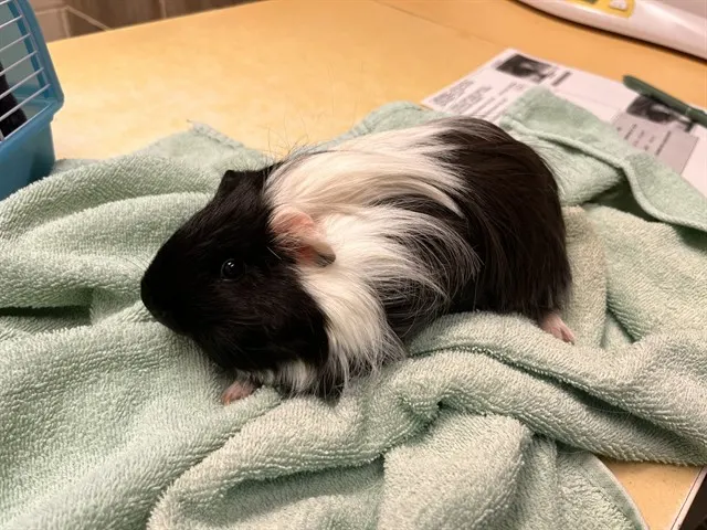 Skunk