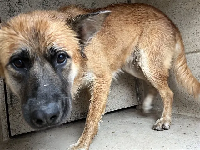 Adoptable Dog