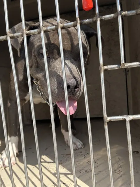 Adoptable Dog