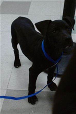 Adoptable Dog