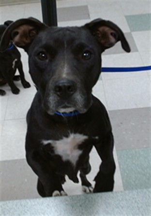 Adoptable Dog