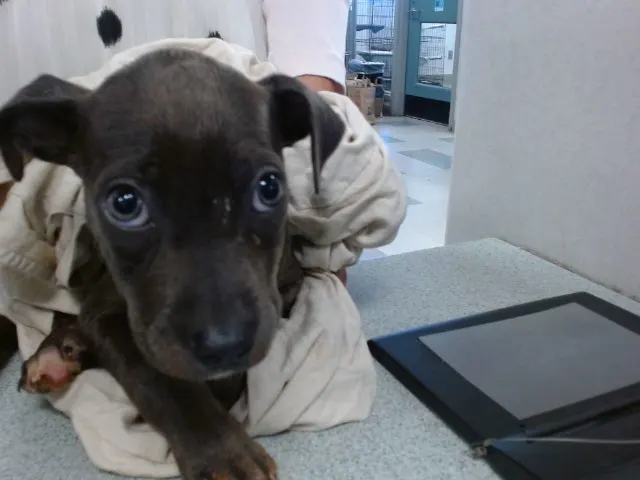 Adoptable Dog