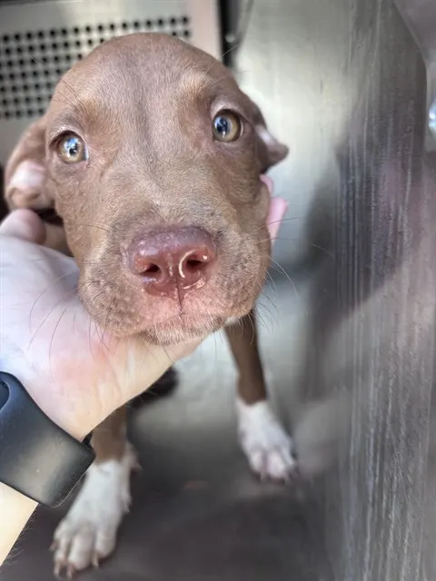 Adoptable Dog
