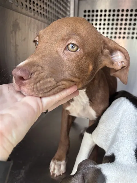 Adoptable Dog