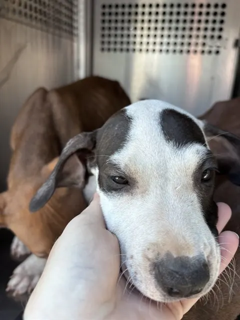 Adoptable Dog