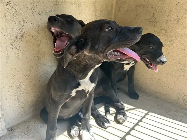 Adoptable Dog