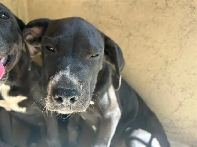Adoptable Dog