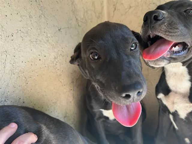Adoptable Dog