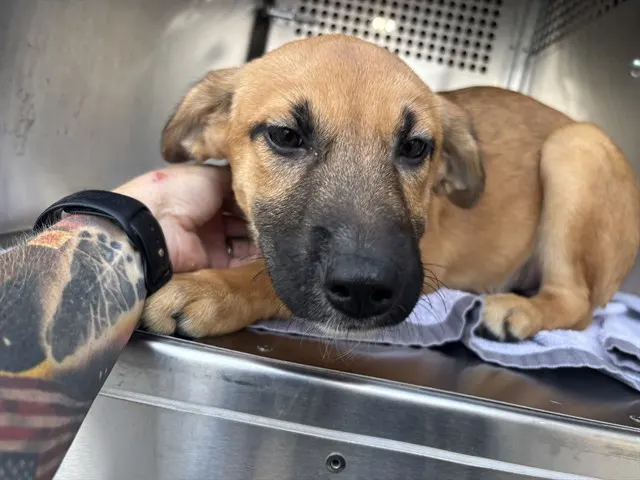 Adoptable Dog