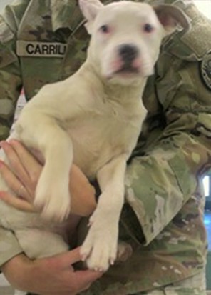 Adoptable Dog