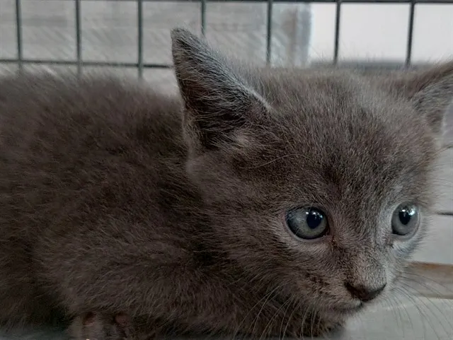 Nermal