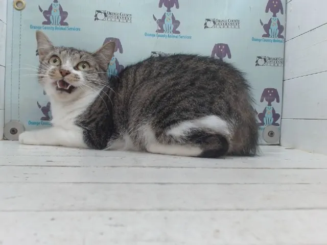 Bella