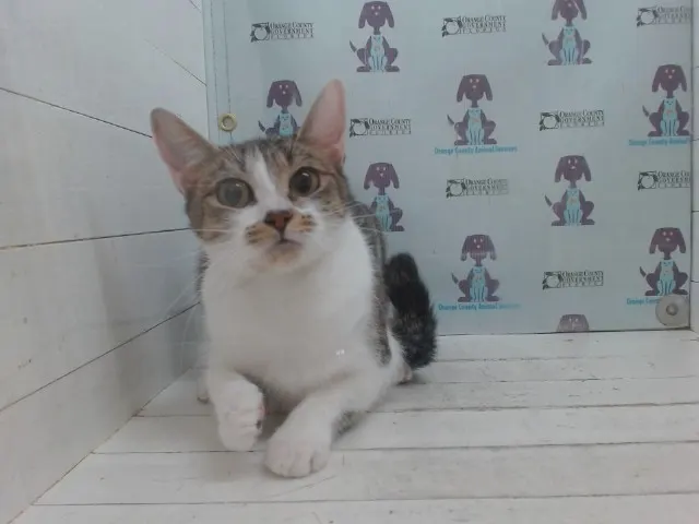 Muffin
