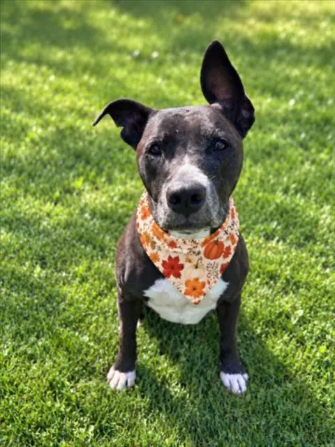 Nala
