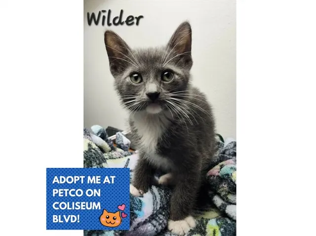 Wilder