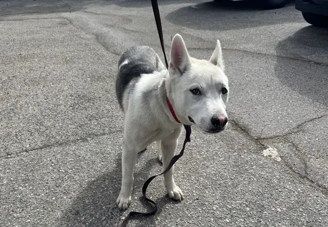 Akita