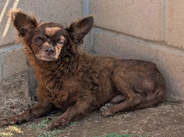 Adoptable Dog